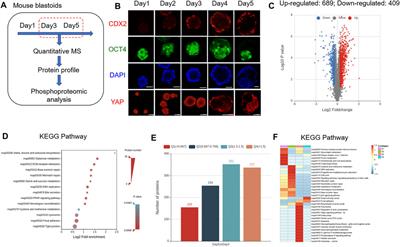 Protein Expression Landscape Defines the Formation Potential of Mouse Blastoids From EPSCs